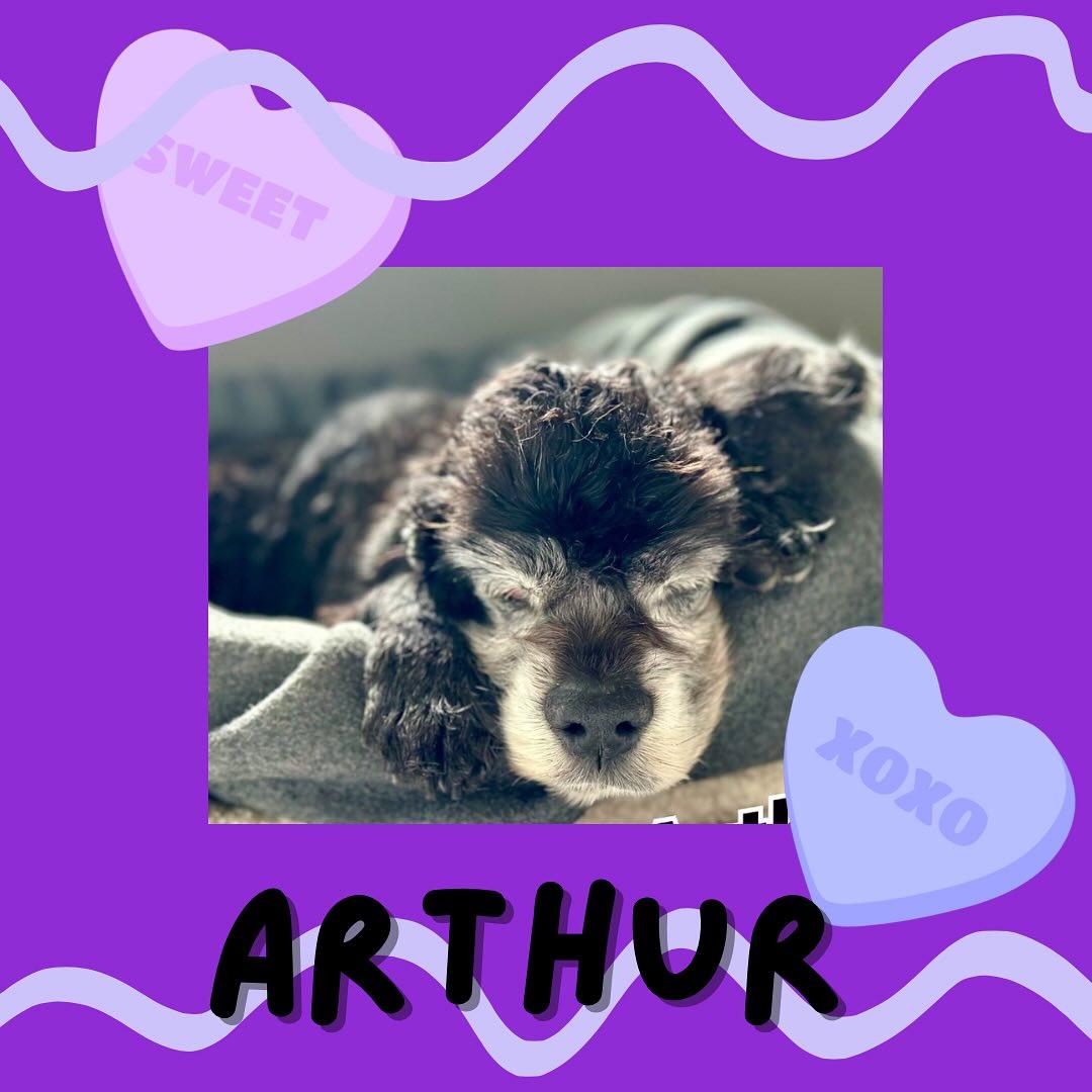 Arthur, a Adoptable Cocker Spaniel in Raleigh, NC image 4/6