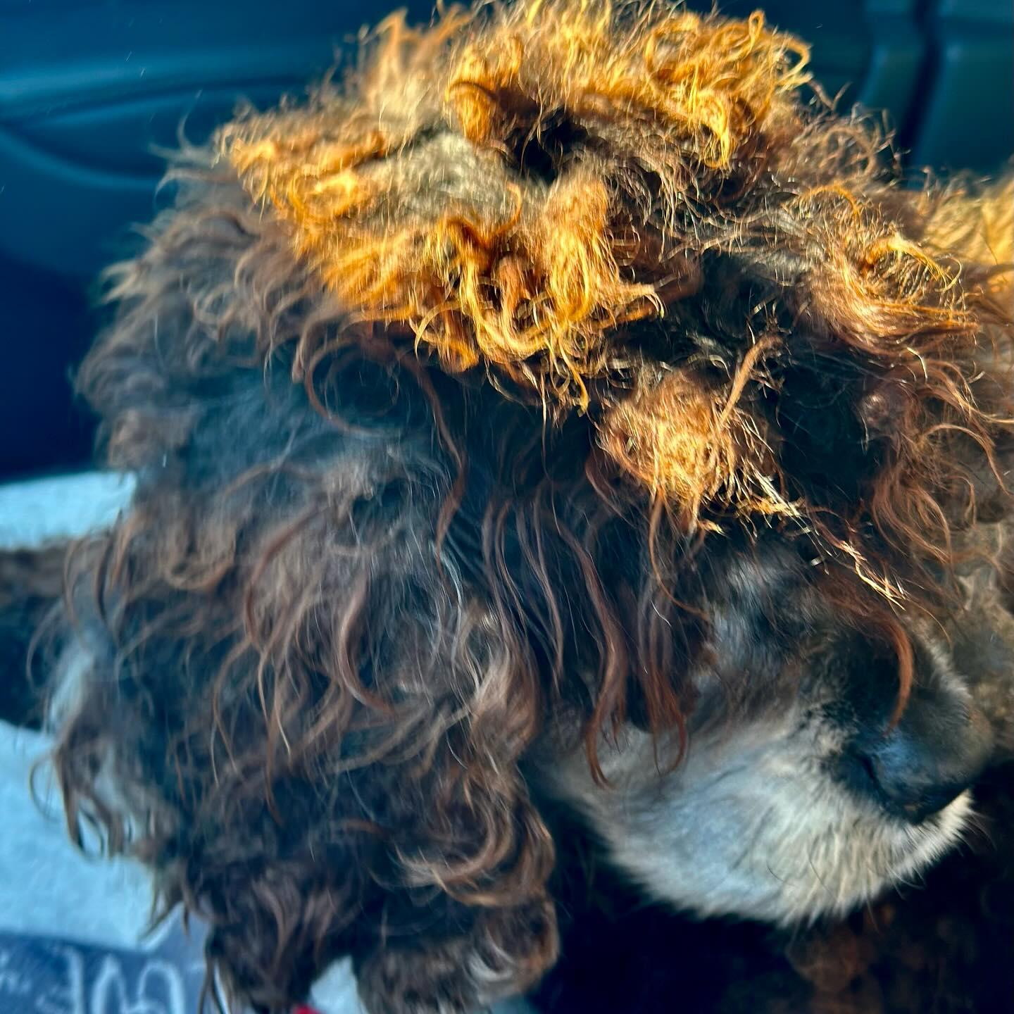 Arthur, a Adoptable Cocker Spaniel in Raleigh, NC image 6/6