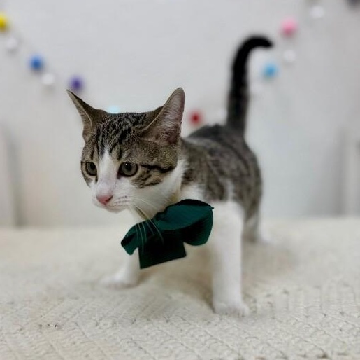 Vaporeon Pokemon — thumbnail 4