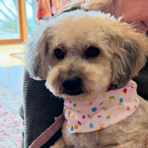 Penny, Adoptable, Adult Female Maltese.