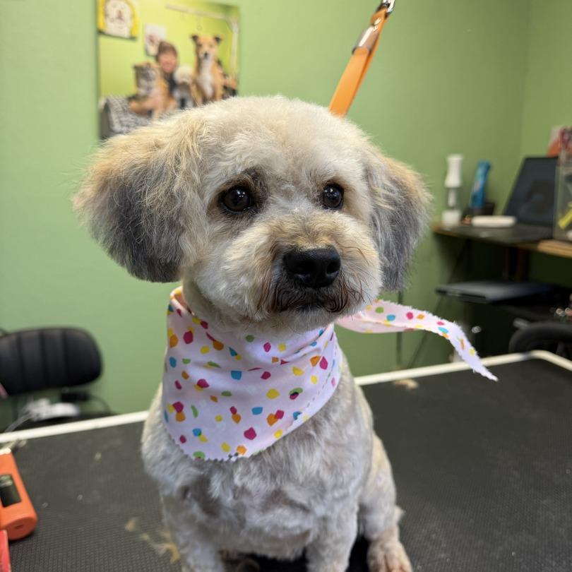 Enlarge Penny, a Adoptable Maltese in Pacifica, CA image 2/6