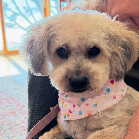 Enlarge Penny, a Adoptable Maltese in Pacifica, CA image 4/6