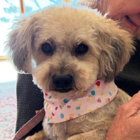 Enlarge Penny, a Adoptable Maltese in Pacifica, CA image 5/6
