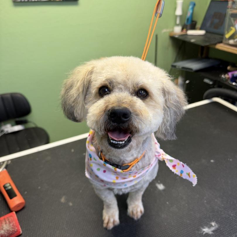 Enlarge Penny, a Adoptable Maltese in Pacifica, CA image 6/6