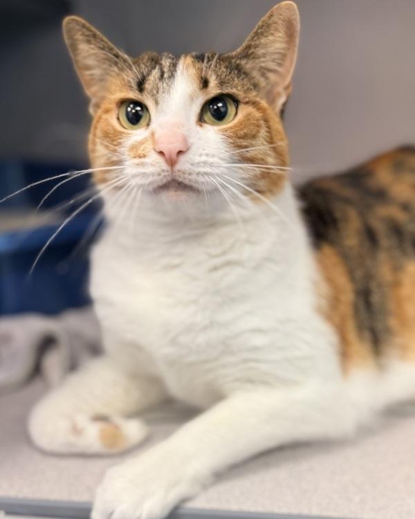 Enlarge Cynthia, a Adoptable mixed breed in Canton, GA image 1/1