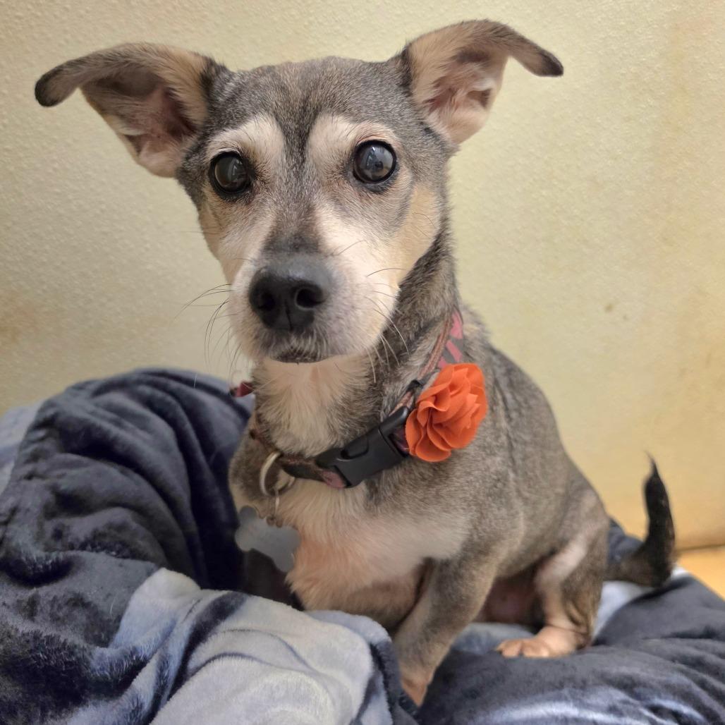 Nixy (C000-136) - Chino Hills Location, Adoptable, Senior Female Terrier.