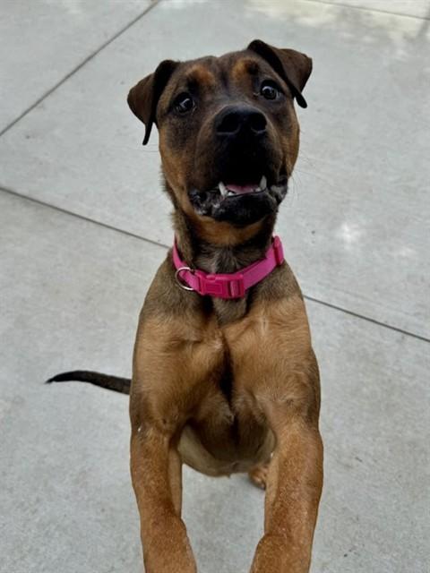 STRAWBERRY SHORTCAKE, Adoptable, Young Female Terrier & Mixed Breed.