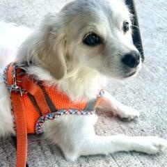 Enlarge Bianca, a Adopted Mixed Breed in Scarborough, ON image 4/6