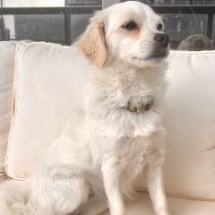 Enlarge Bianca, a Adopted Mixed Breed in Scarborough, ON image 6/6