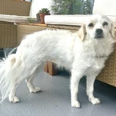 Enlarge Bianca, a Adopted Mixed Breed in Scarborough, ON image 1/6