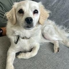 Enlarge Bianca, a Adopted Mixed Breed in Scarborough, ON image 3/6