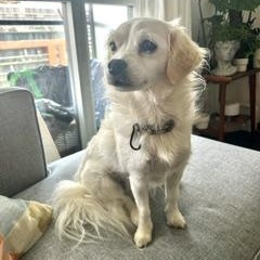 Enlarge Bianca, a Adopted Mixed Breed in Scarborough, ON image 2/6