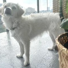 Enlarge Bianca, a Adopted Mixed Breed in Scarborough, ON image 5/6