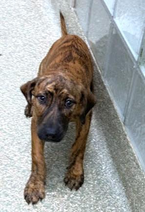 Enlarge Isla, a Adoptable mixed breed in Washington, DC image 1/1