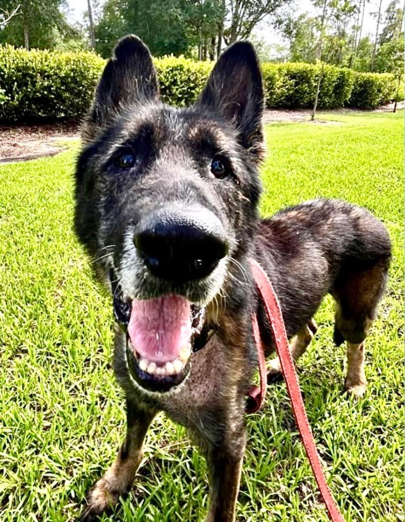 Enlarge Troy - Adoption Fee Waived!, a Adopted German Shepherd Dog in Fort Myers, FL image 1/4