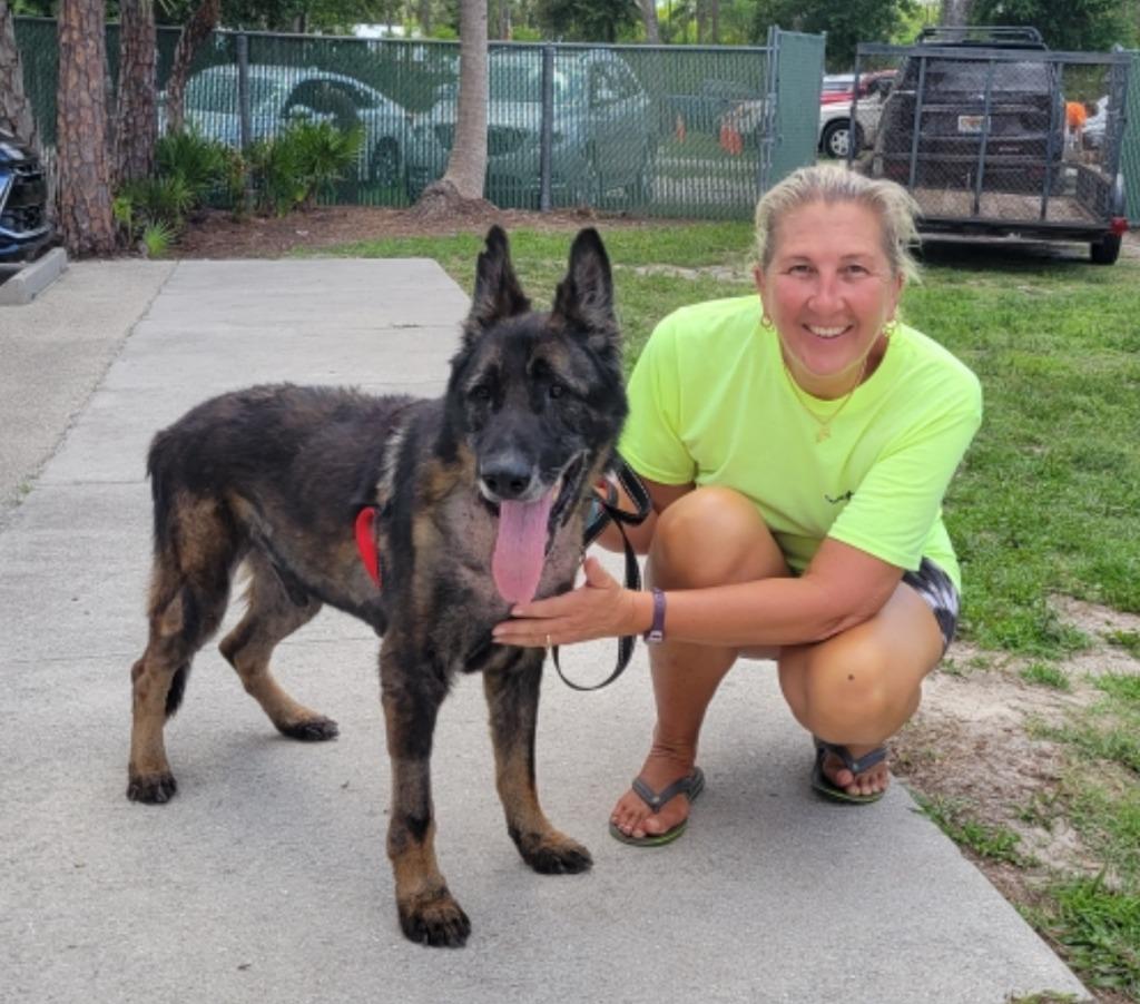Enlarge Troy - Adoption Fee Waived!, a Adopted German Shepherd Dog in Fort Myers, FL image 2/4
