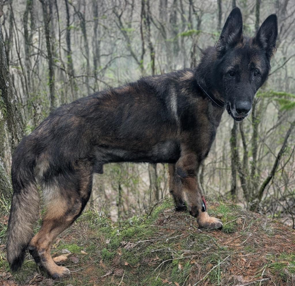 Enlarge Troy - Adoption Fee Waived!, a Adopted German Shepherd Dog in Fort Myers, FL image 3/4