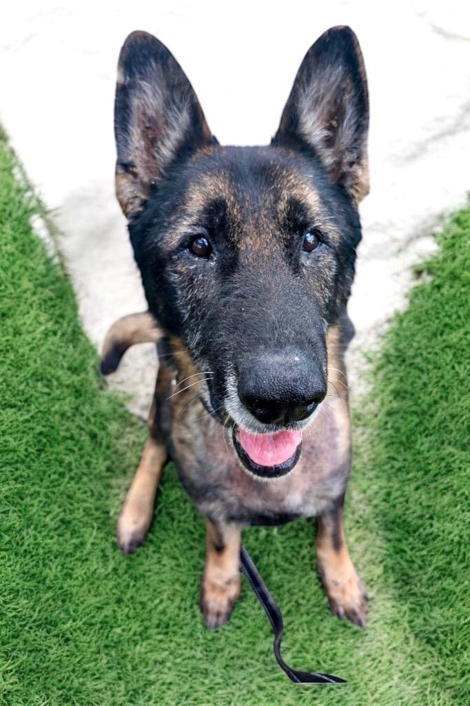 Enlarge Troy - Adoption Fee Waived!, a Adopted German Shepherd Dog in Fort Myers, FL image 4/4