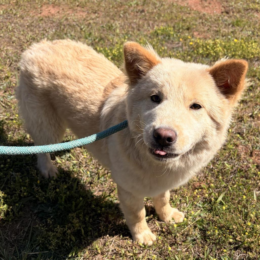Kiko, a Adoptable mixed breed in Franklin, NC image 1/5