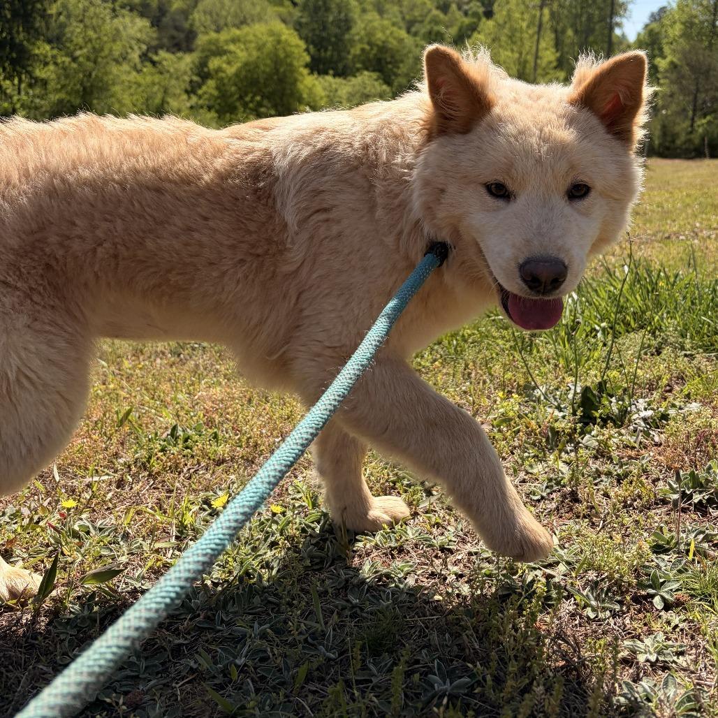 Kiko, a Adoptable mixed breed in Franklin, NC image 2/5