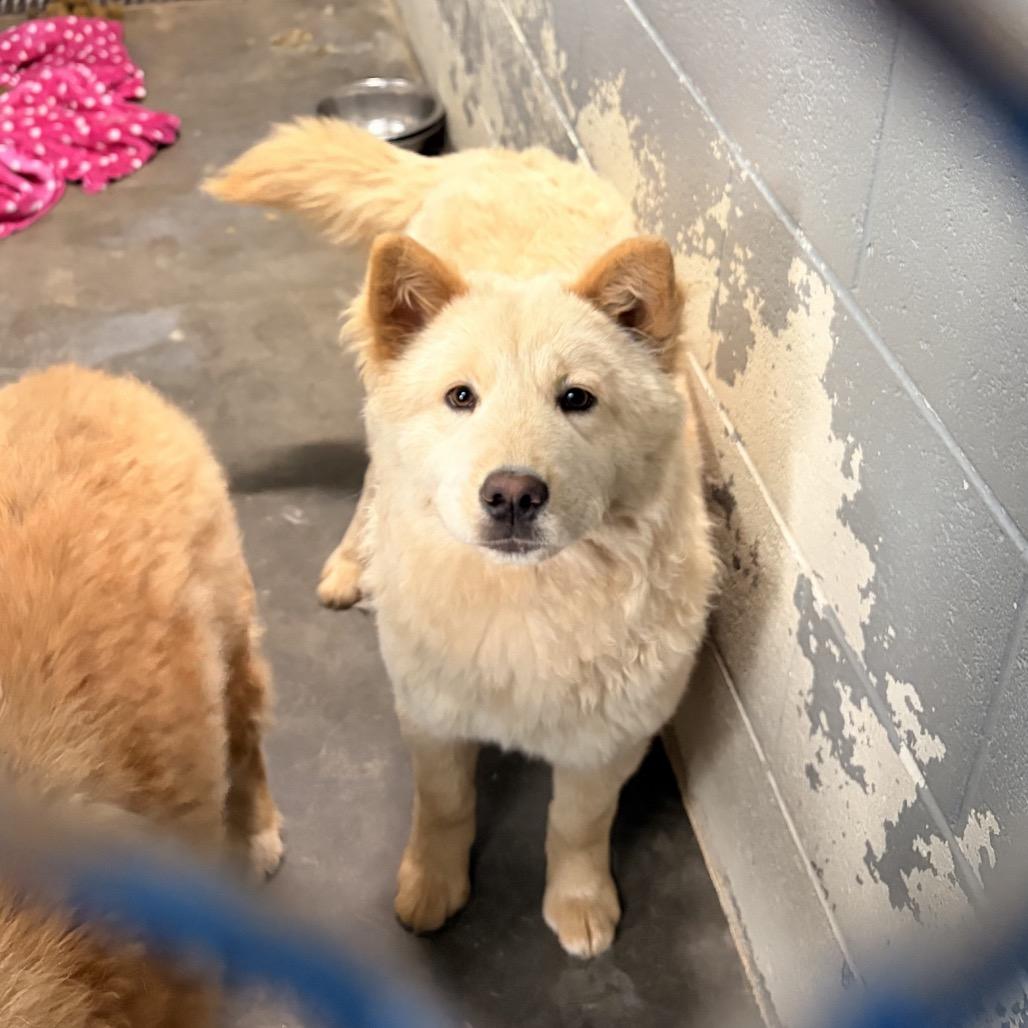 Kiko, Adoptable, Young Female Chow Chow & Mixed Breed.