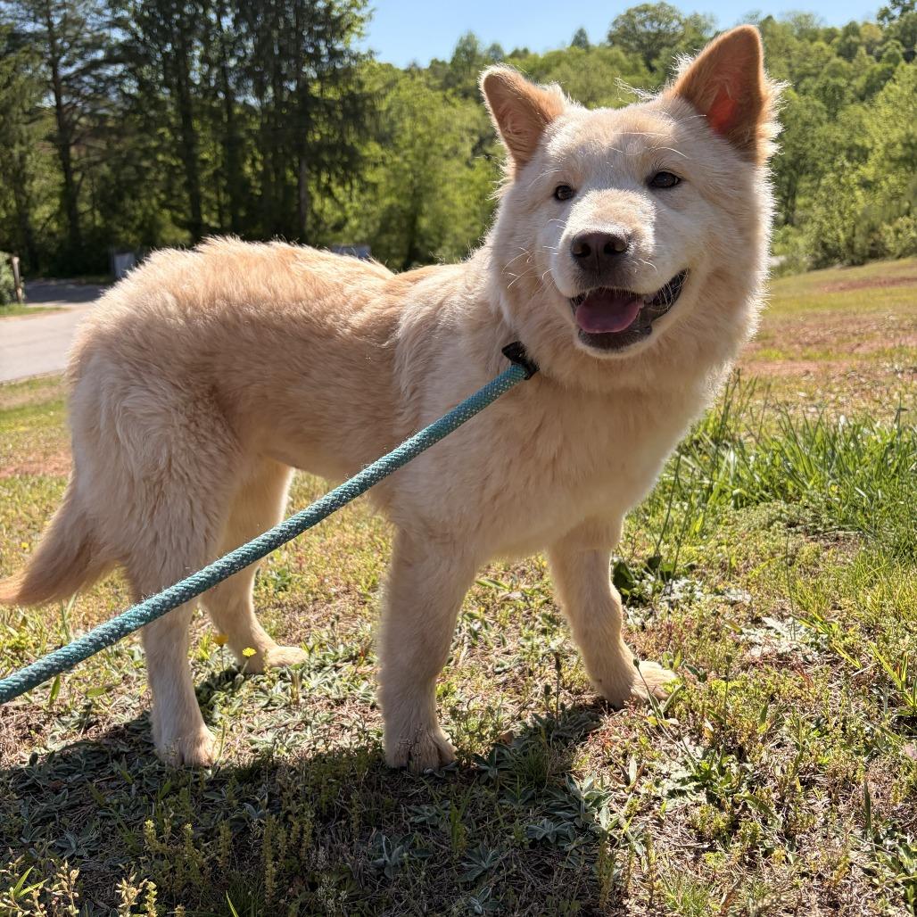 Kiko, a Adoptable mixed breed in Franklin, NC image 4/5