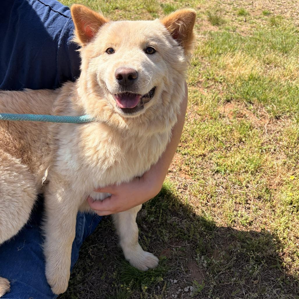 Kiko, a Adoptable mixed breed in Franklin, NC image 5/5