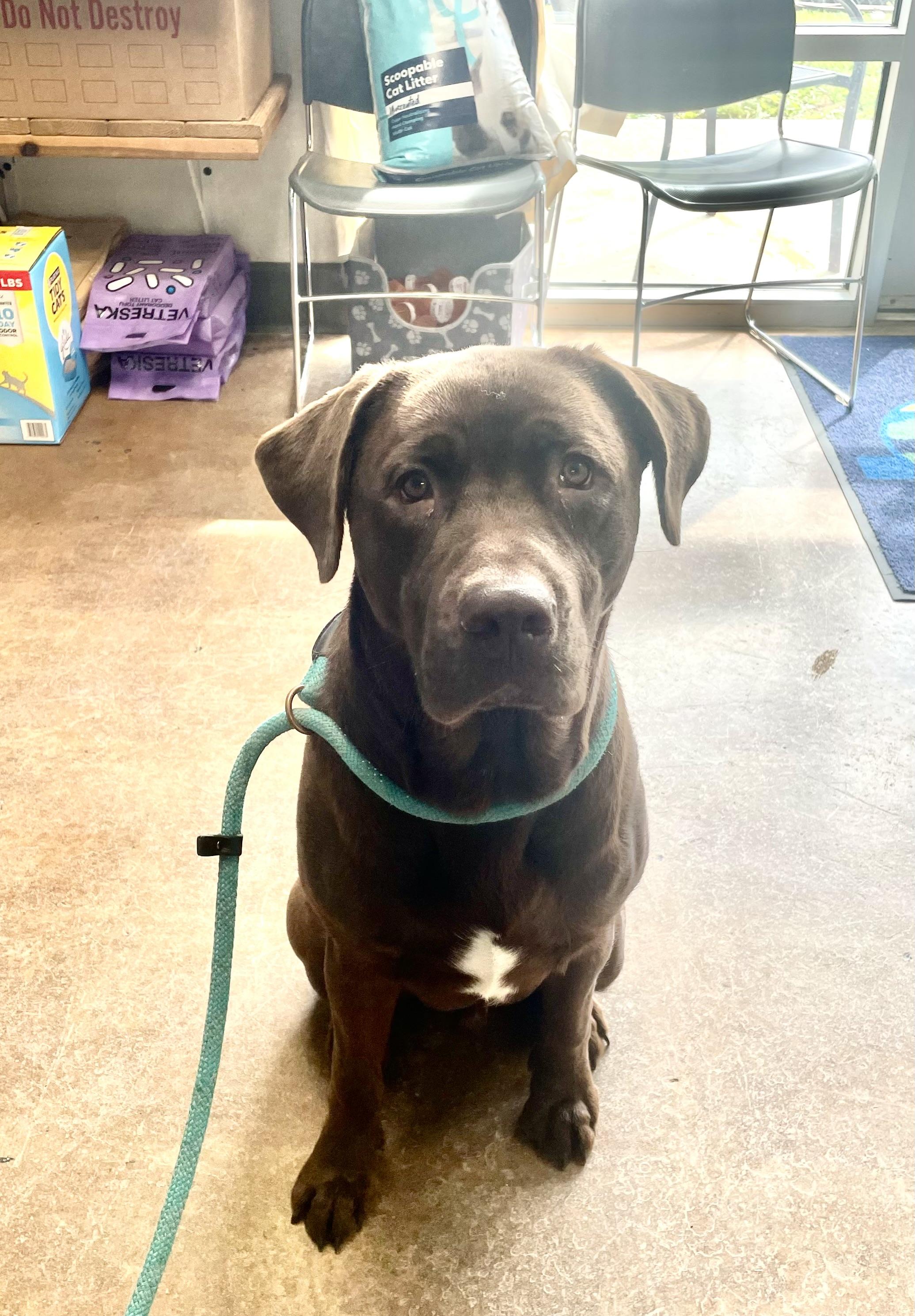 Enlarge Charlie , an adopted mixed breed in Gladstone, MO image 1/1