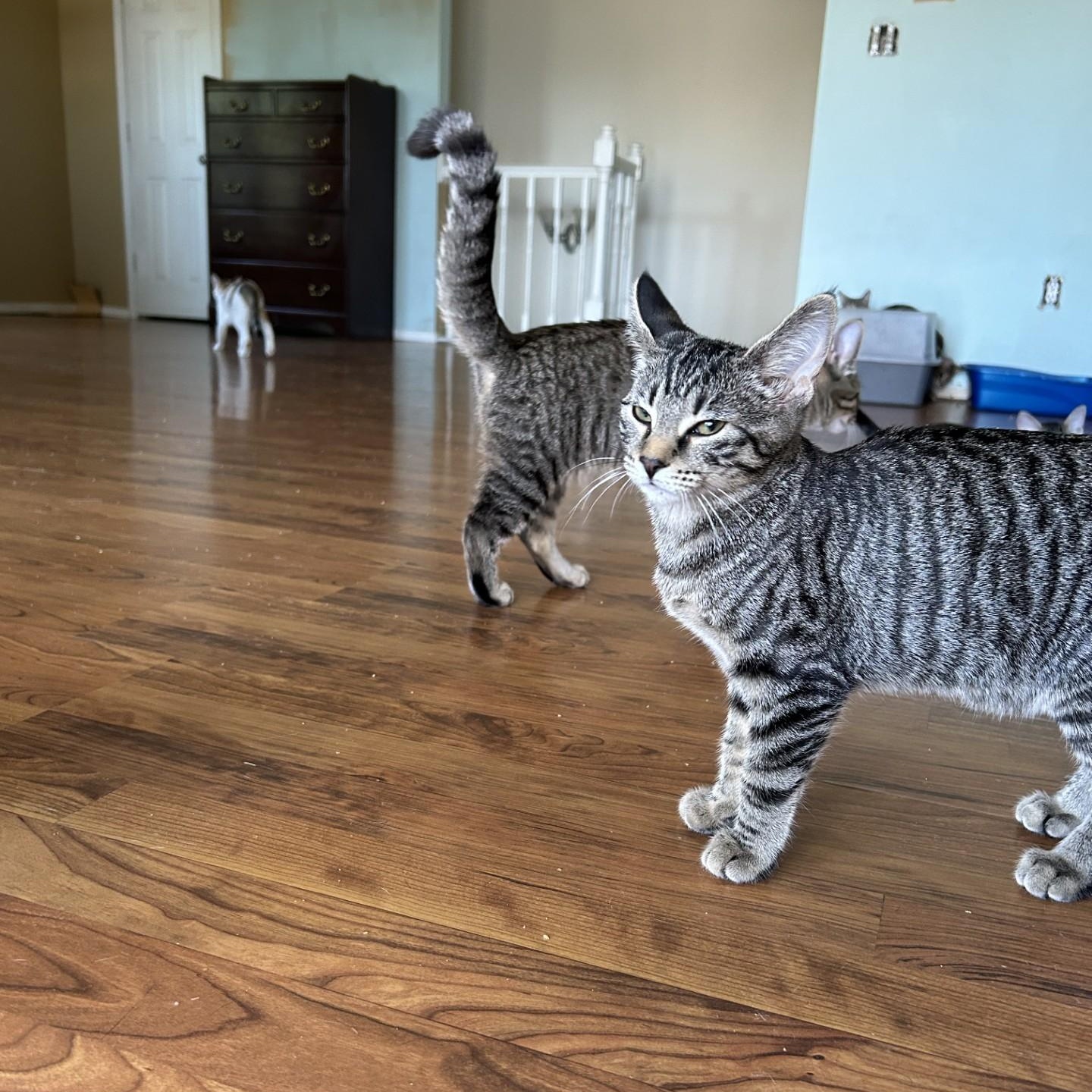 Enlarge Gouda, a Adoptable Domestic Short Hair in Springdale, AR image 2/3
