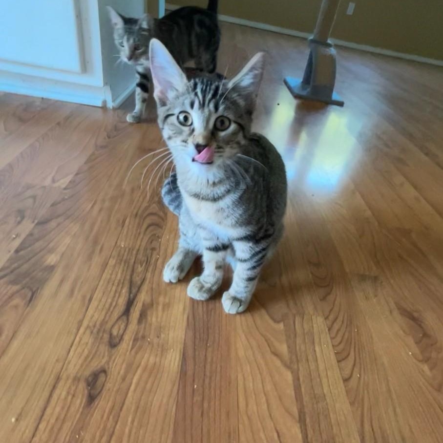 Enlarge Gouda, a Adoptable Domestic Short Hair in Springdale, AR image 3/3