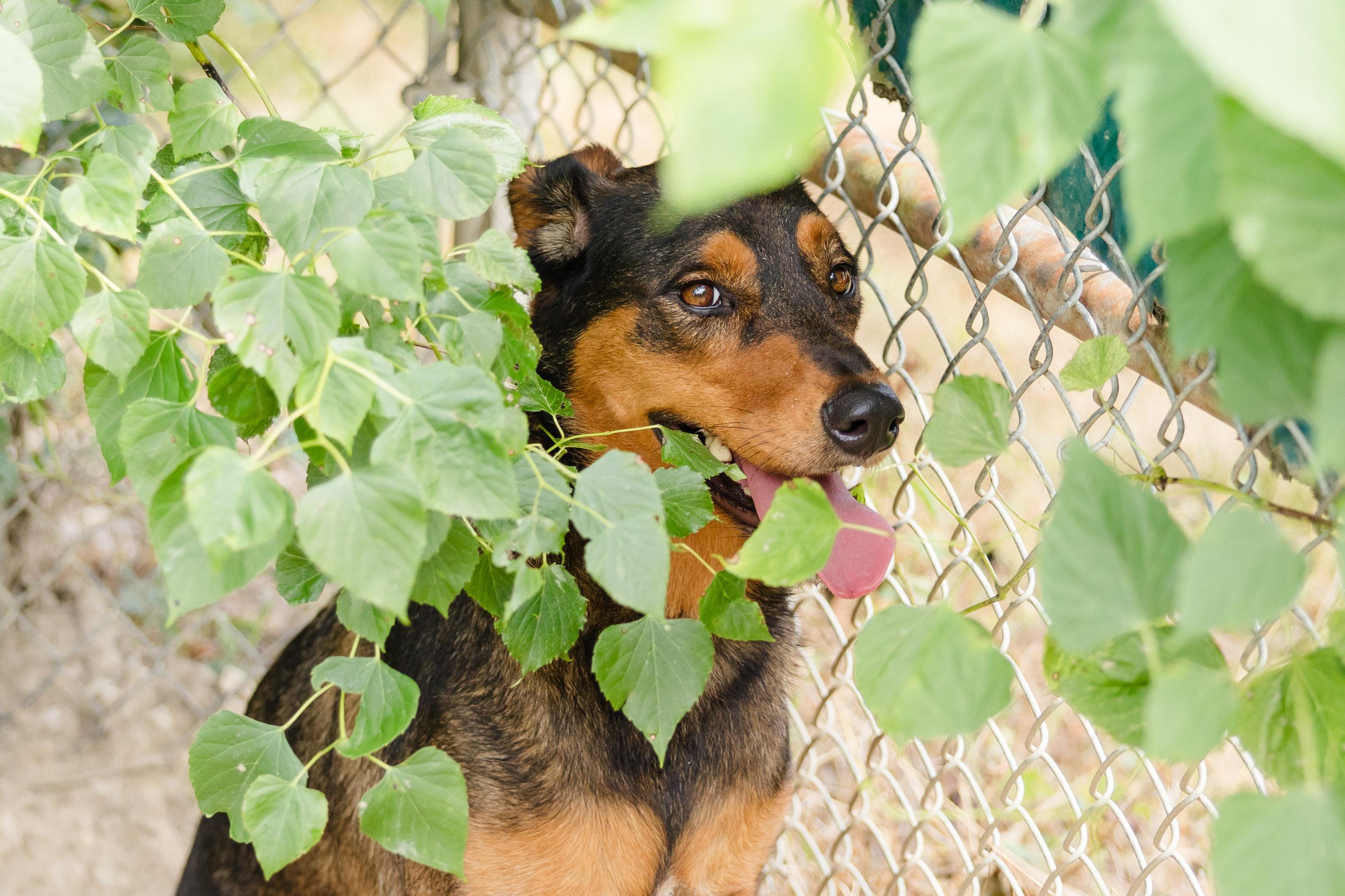 June, a ADOPTABLE mixed breed in Newburgh, IN image 3/3