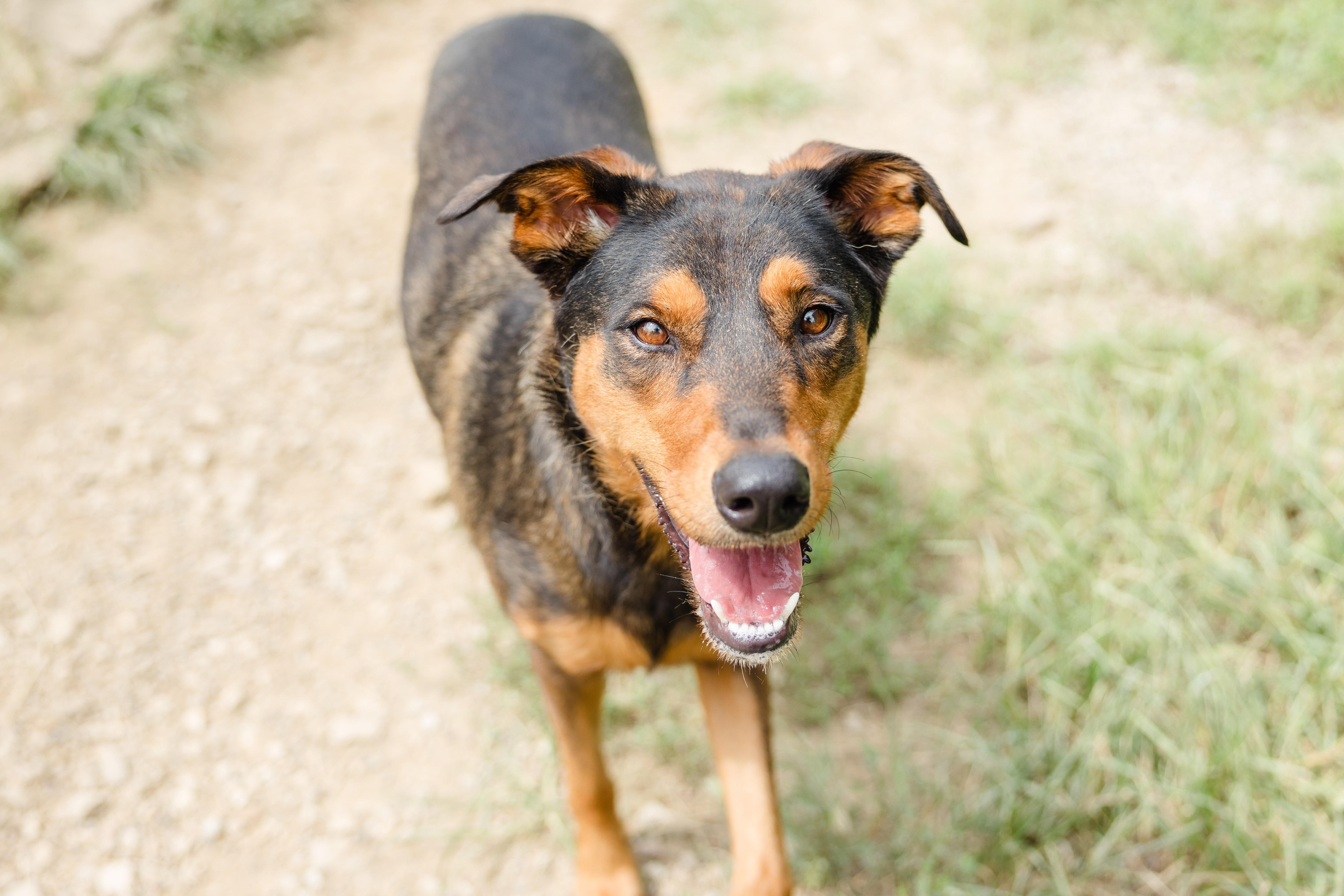 June, a ADOPTABLE mixed breed in Newburgh, IN image 1/3