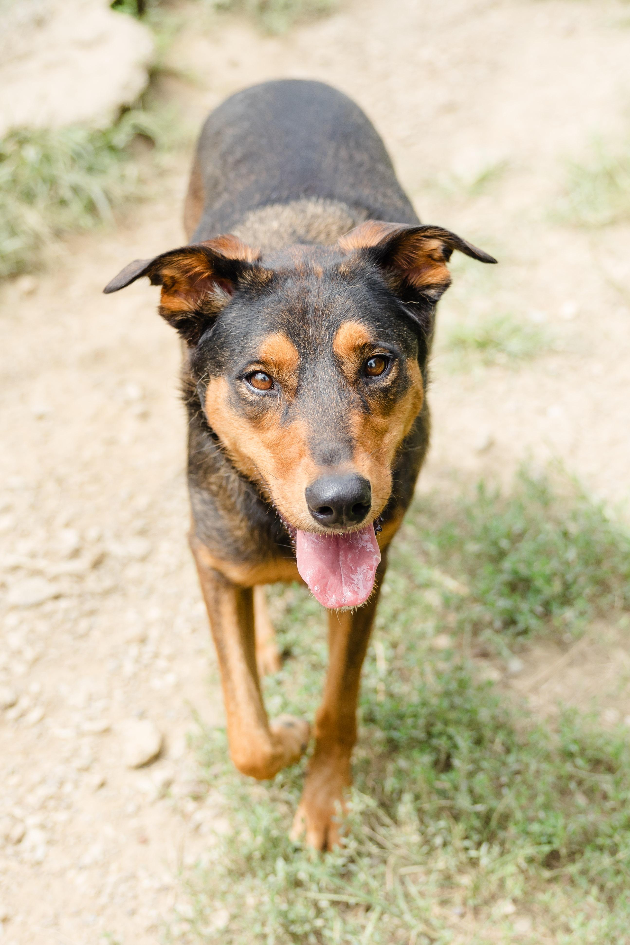 June, a ADOPTABLE mixed breed in Newburgh, IN image 2/3