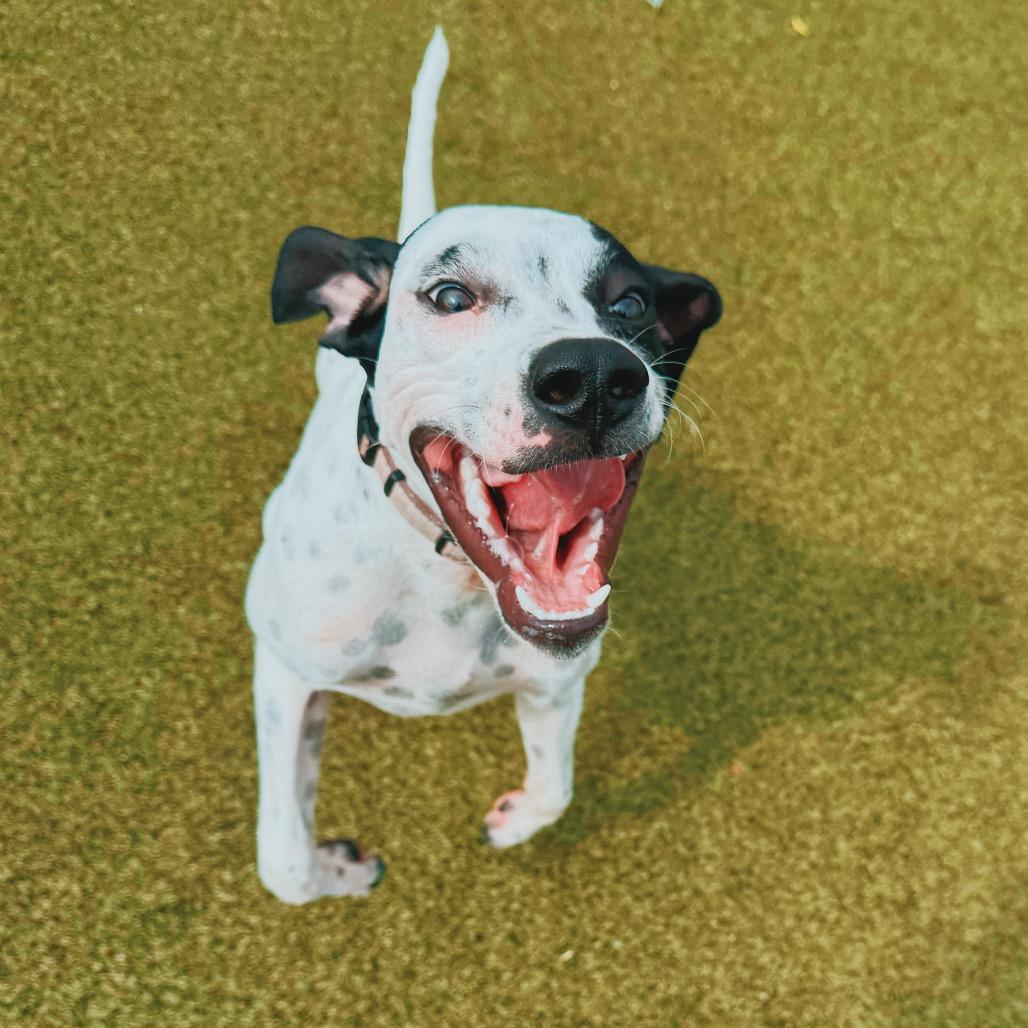Robbie, a ADOPTABLE English Pointer in Hays, KS image 4/6