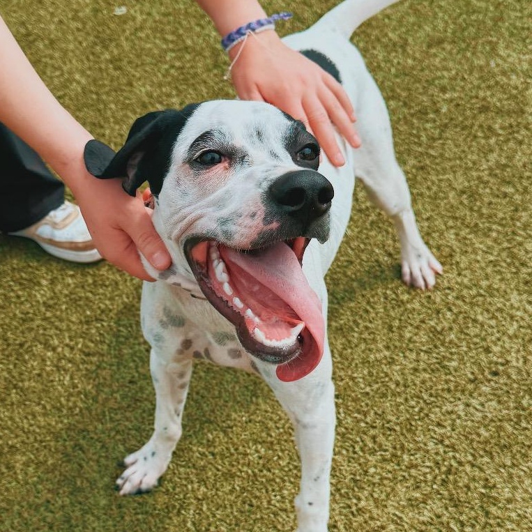 Robbie, ADOPTABLE, Young Male English Pointer.