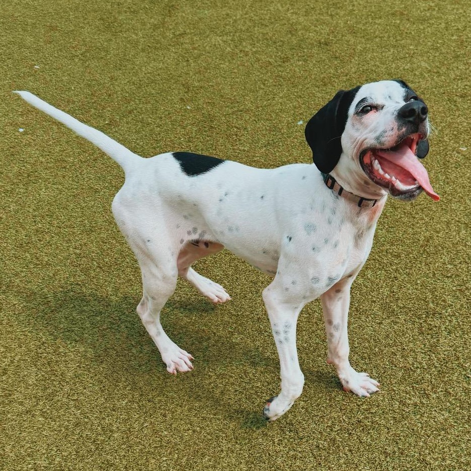Robbie, a ADOPTABLE English Pointer in Hays, KS image 2/6