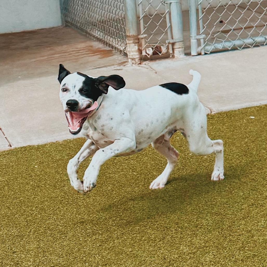 Robbie, a ADOPTABLE English Pointer in Hays, KS image 3/6