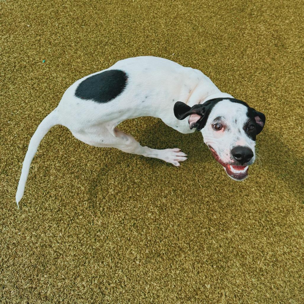 Robbie, a ADOPTABLE English Pointer in Hays, KS image 5/6