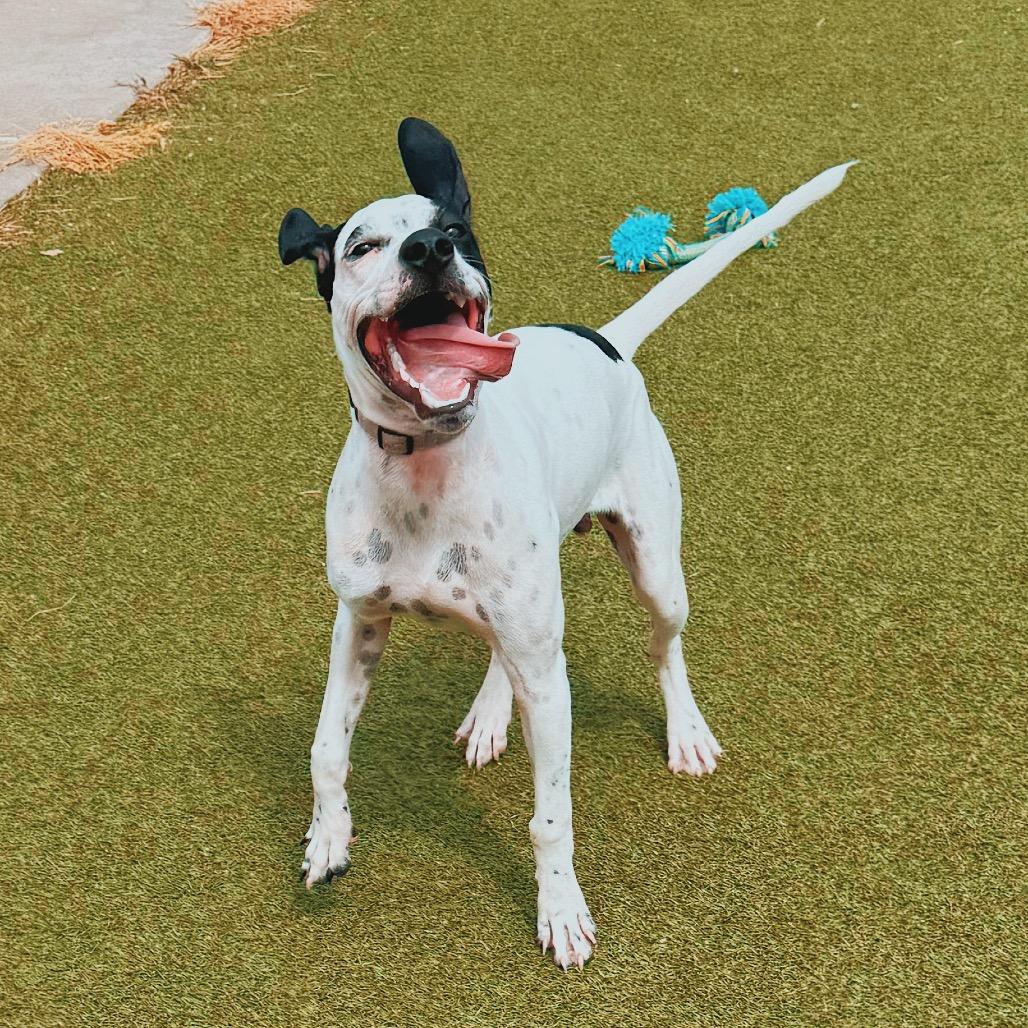 Robbie, a ADOPTABLE English Pointer in Hays, KS image 6/6