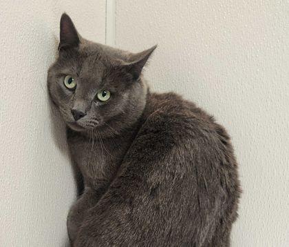 Eros, Adoptable, Adult Male Domestic Short Hair & Domestic Short Hair.