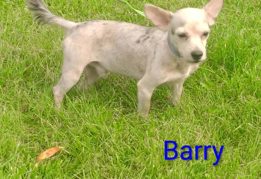 Enlarge Barry, a Adoptable mixed breed in Kendallville, IN image 1/2