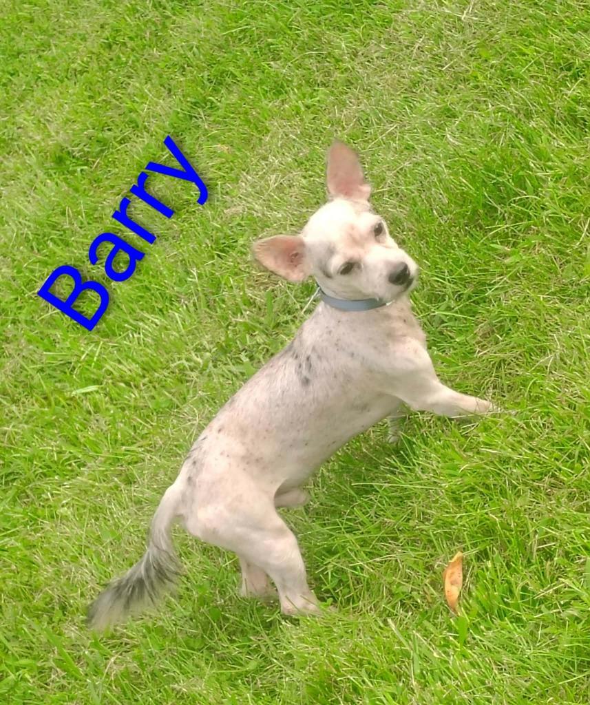 Enlarge Barry, a Adoptable mixed breed in Kendallville, IN image 2/2