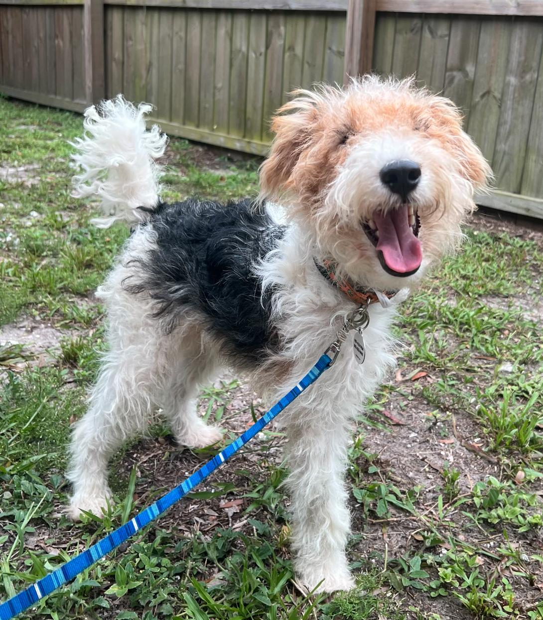 Tucker, Adopted, Adult Male Fox Terrier.