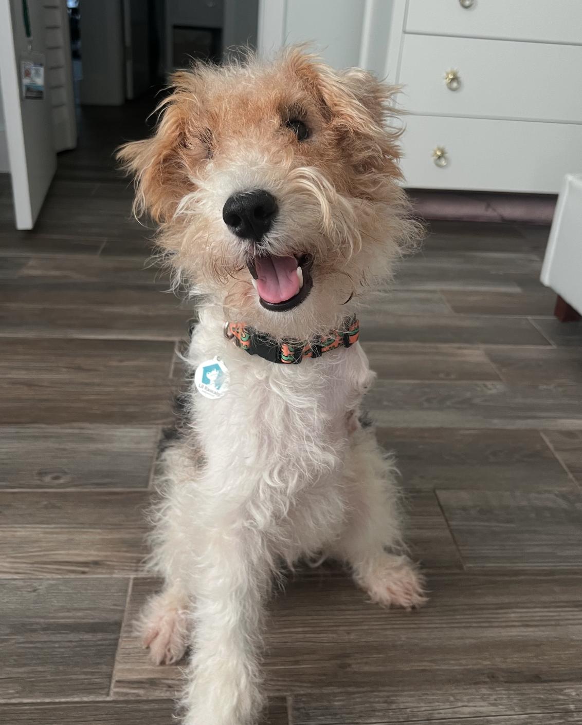 Tucker, Adoptable, Adult Male Fox Terrier.