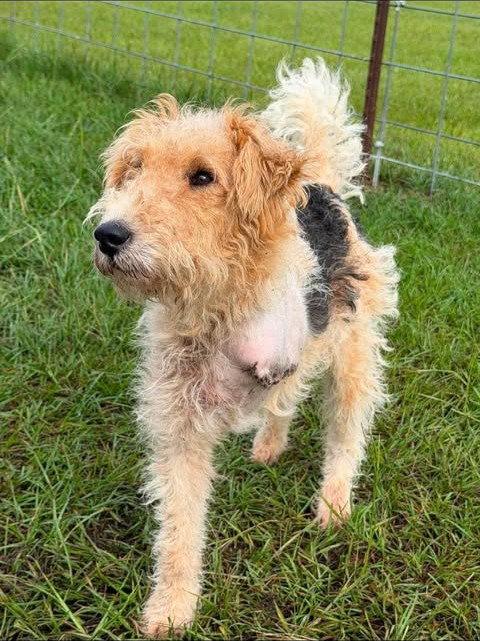 Tucker, a Adoptable Fox Terrier in Osteen, FL image 2/3