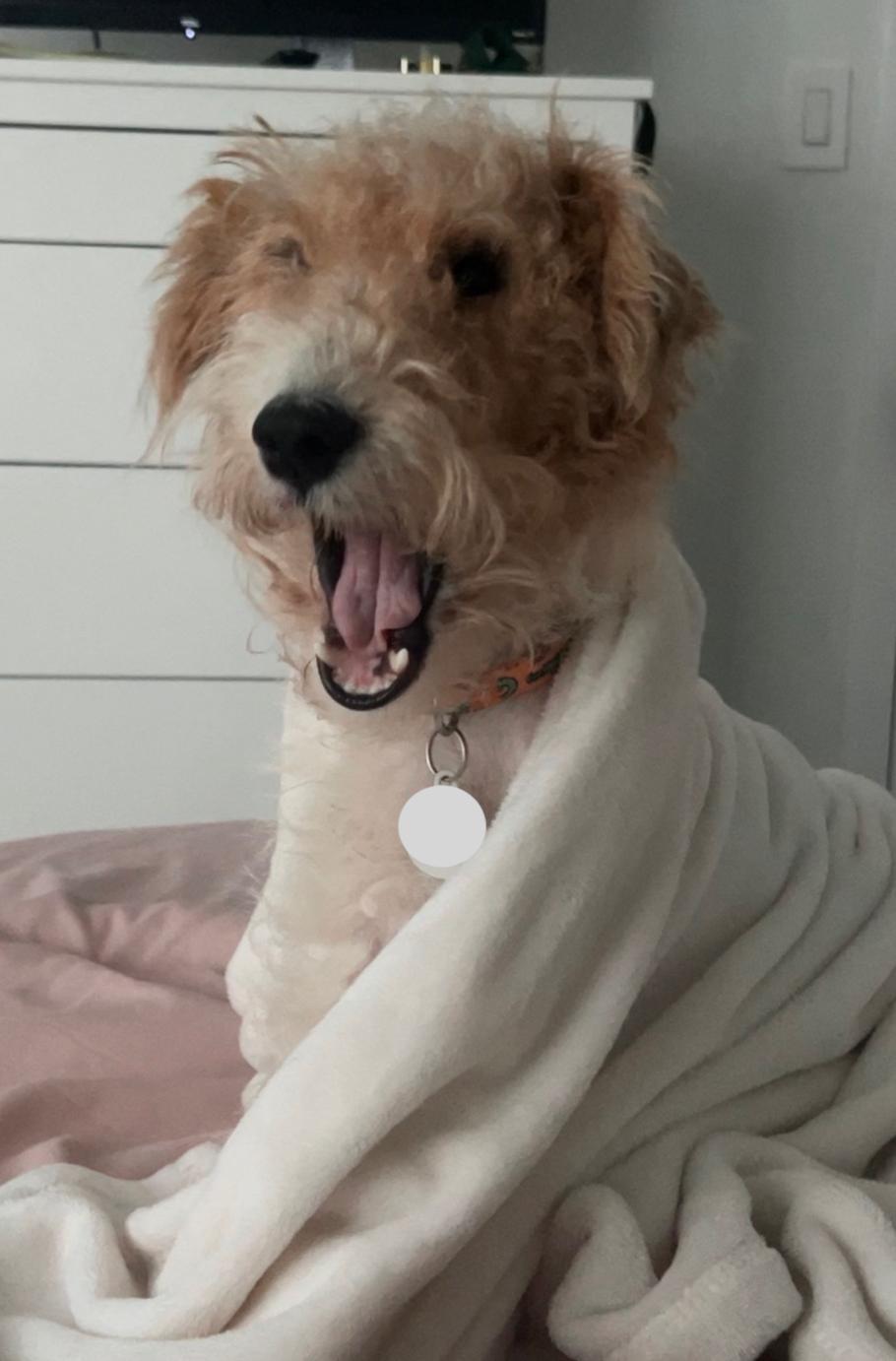 Tucker, a Adoptable Fox Terrier in Osteen, FL image 3/3