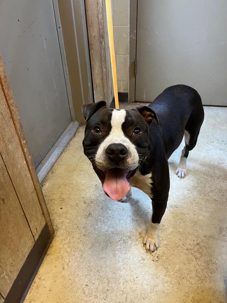 Enlarge Major, a Adopted Pit Bull Terrier in Benton, AR image 1/2