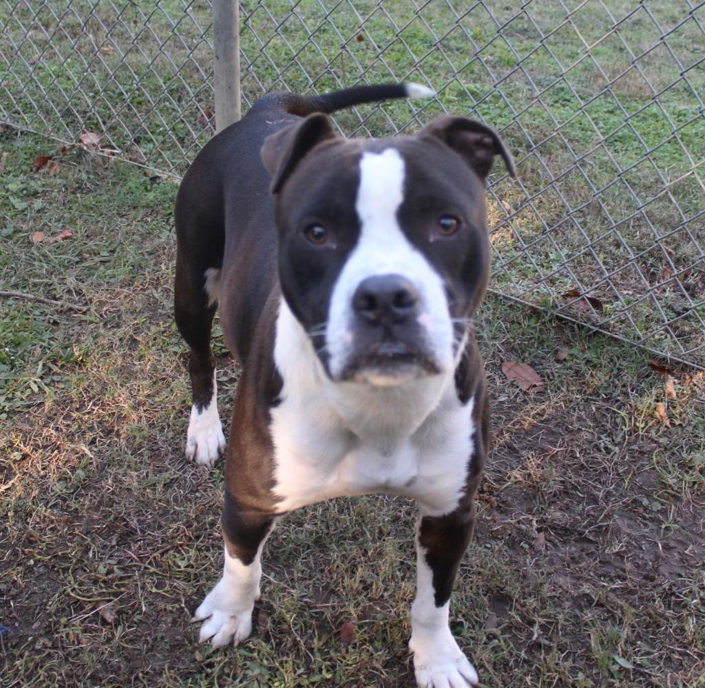 Enlarge Major, a Adopted Pit Bull Terrier in Benton, AR image 2/2