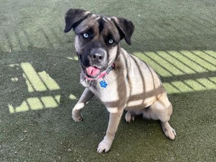 Destiny, Adoptable, Adult Female Mastiff & Shepherd.