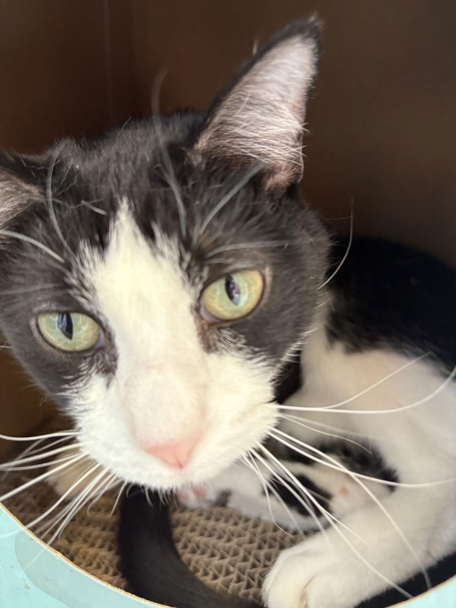 Oreo, Adoptable, Adult Female Domestic Short Hair.